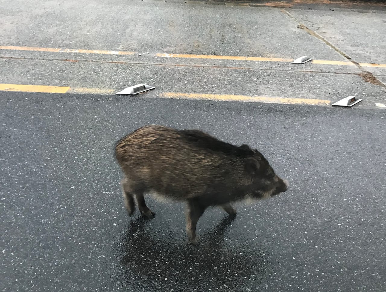 和布刈公園のイノシシ②