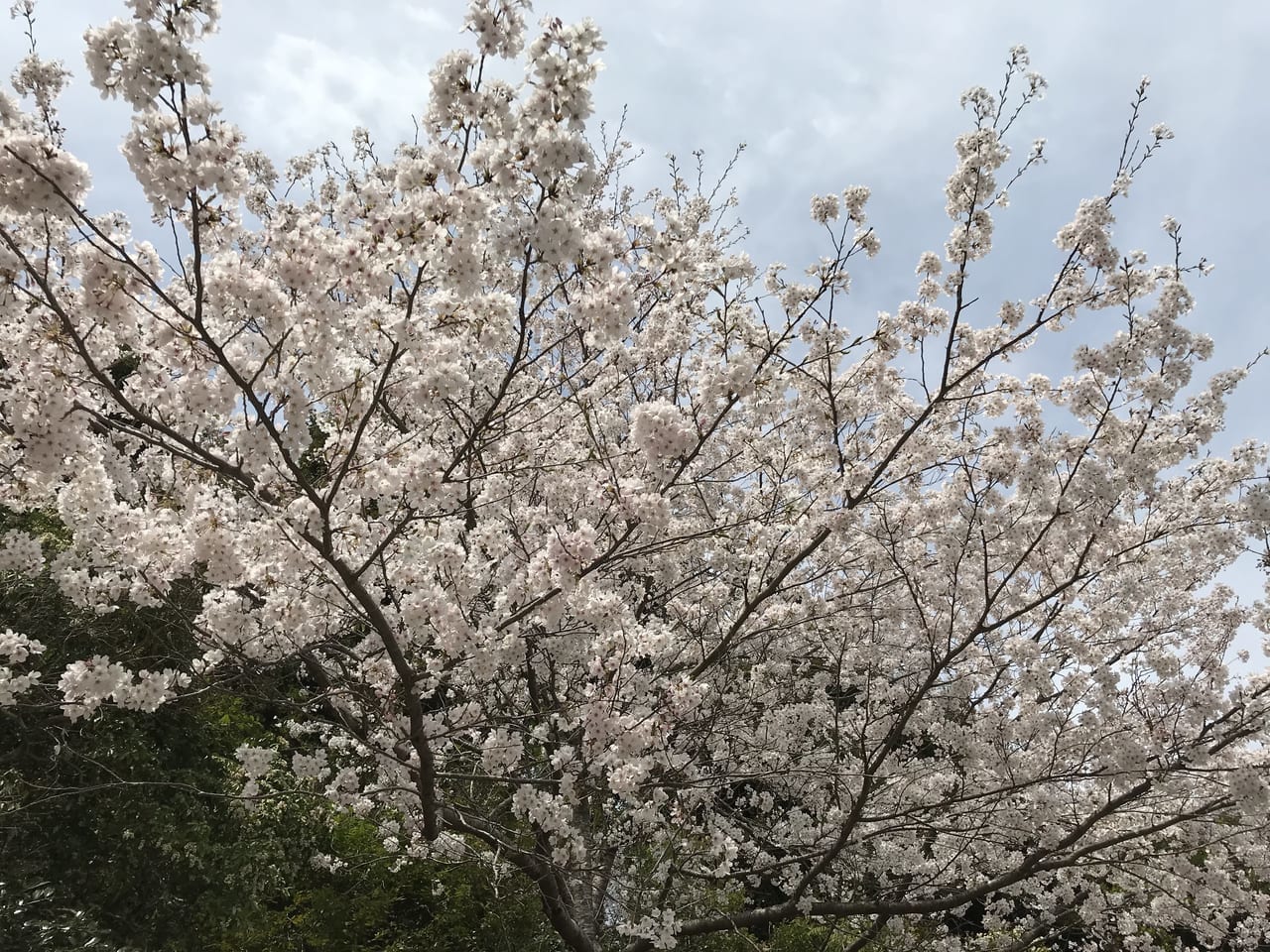 桜満開