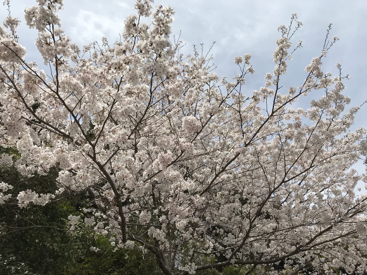 北九州市 もうお花見はされましたか 市内各所で桜の満開を迎えています 号外net 北九州市小倉北区 門司区 戸畑区
