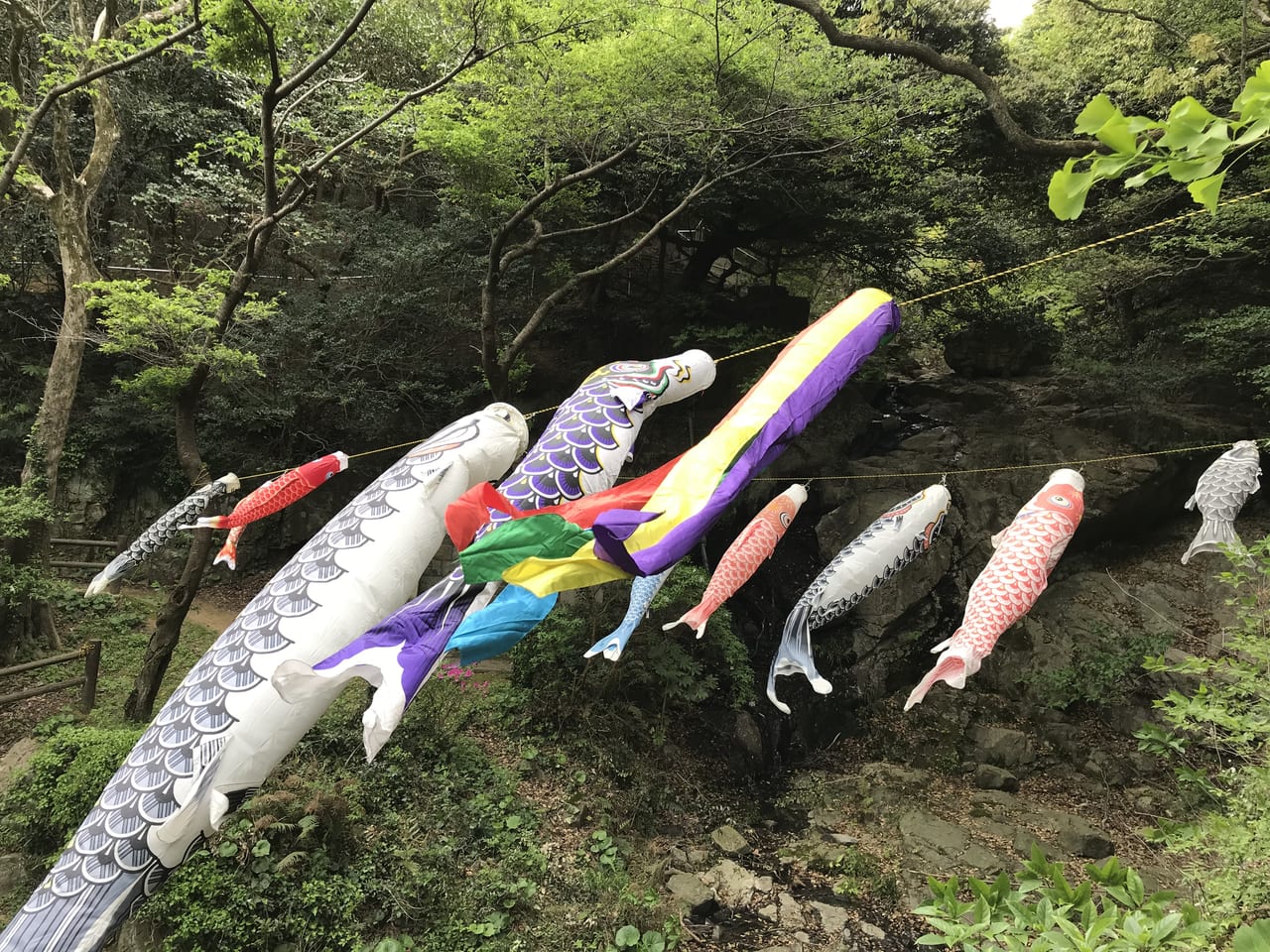 清滝神社鯉のぼり