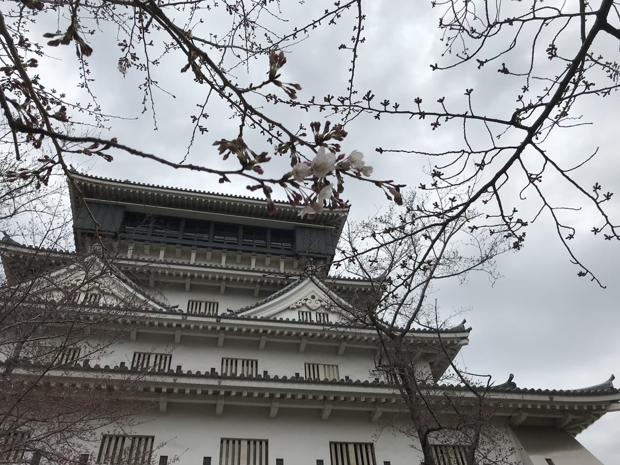 小倉城と桜開花