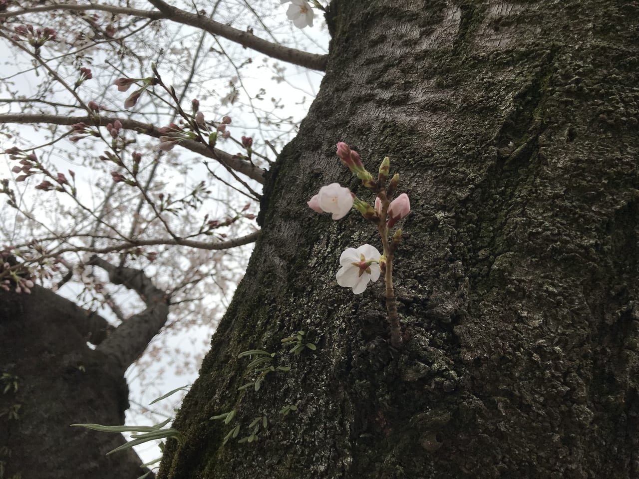 北九州桜開花22