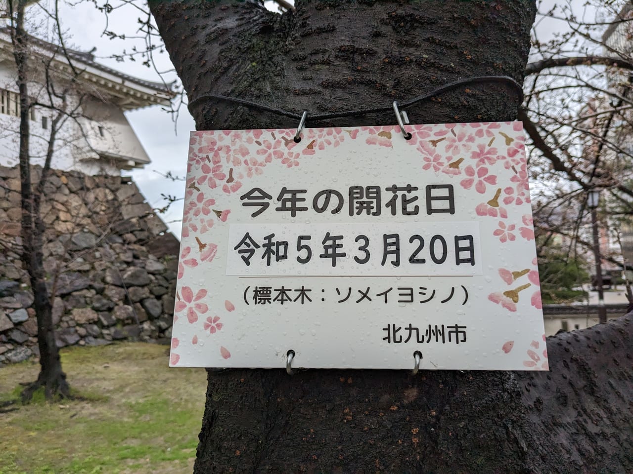 桜標本木23