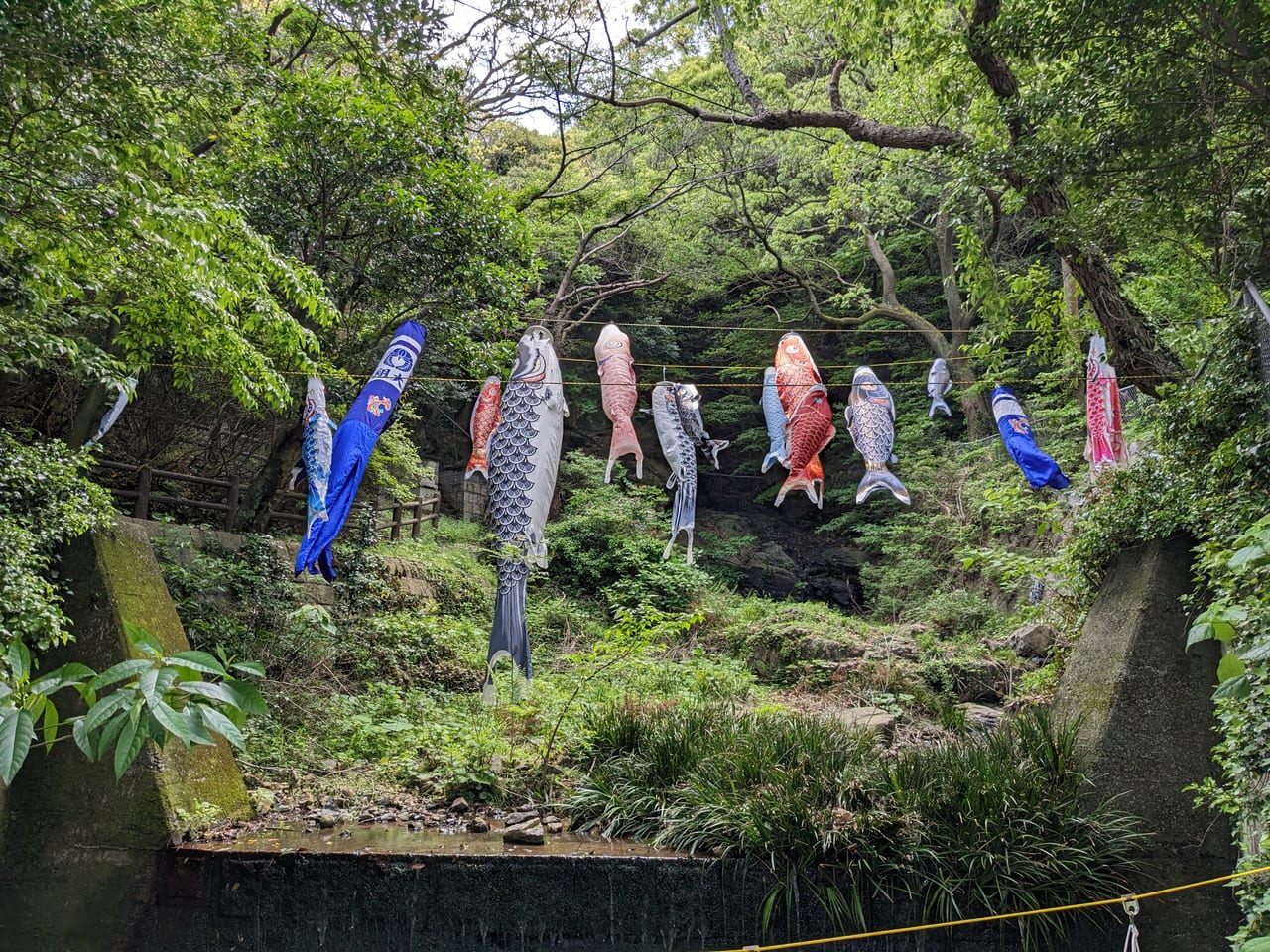 清滝神社こいのぼり