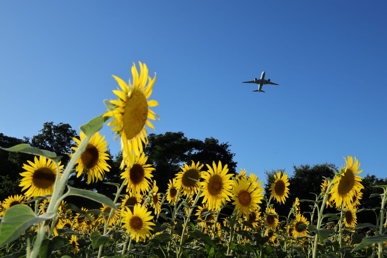 飛行機